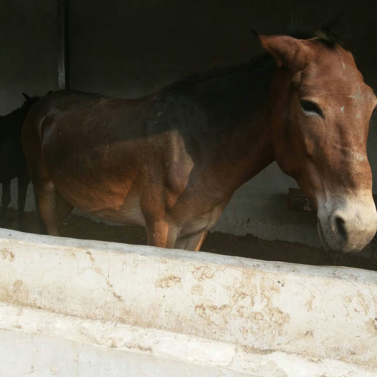 售驮千斤大骡子多少钱一匹 干活马骡子 拉车骡 骡子养殖场直销