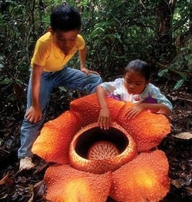 十大食人花 植物图片