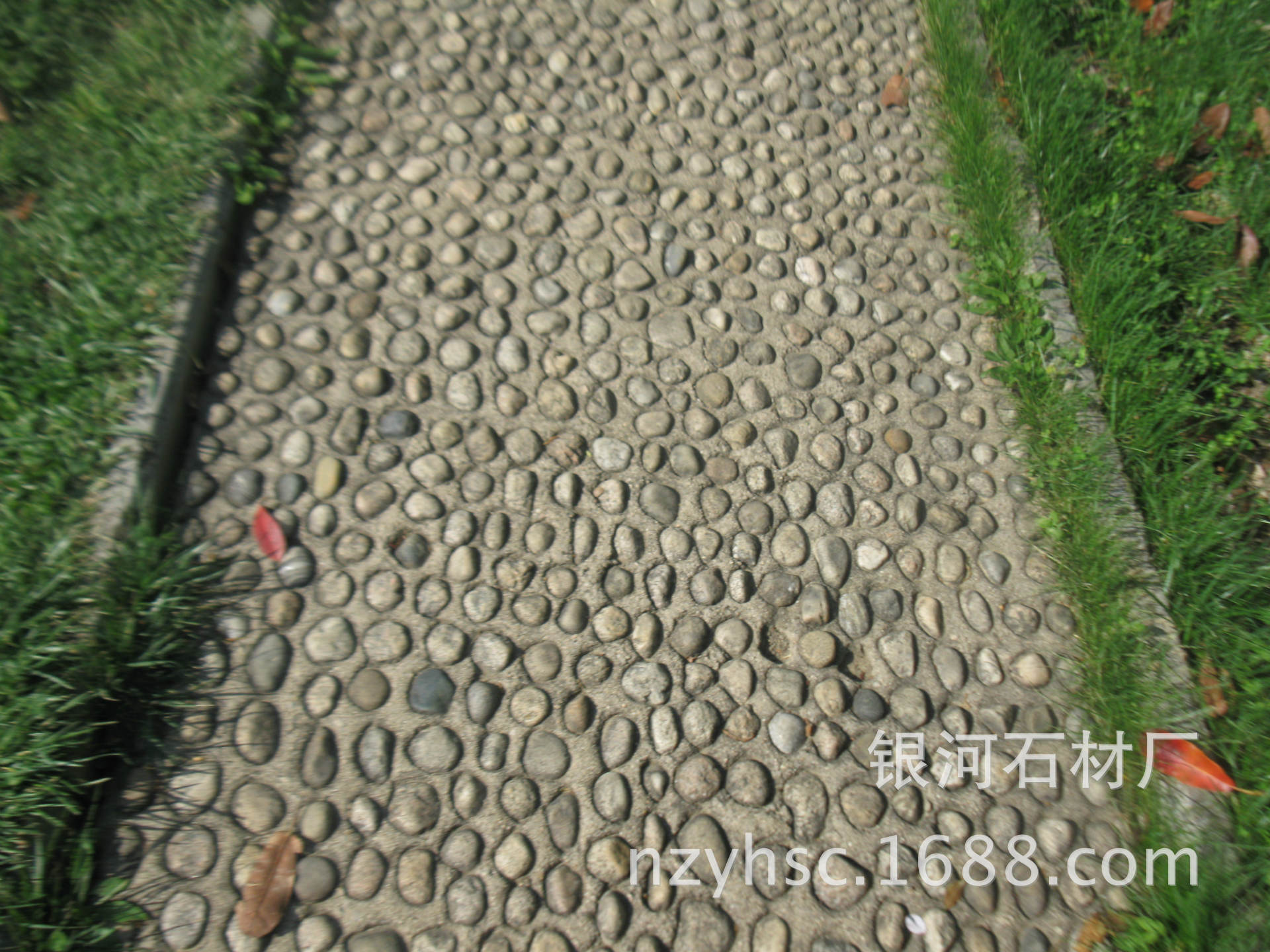 日用品网店zjykhxy|10年 |主营产品:海娜花;印度海娜花;海维斯海娜花