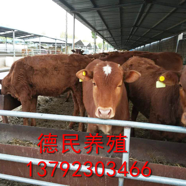 出售小肉牛苗 鲁西黄牛小牛苗多少钱一头 一头3个多月的牛苗价格