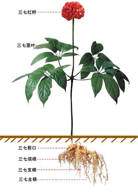 二嘎七为你解密三七的奥妙