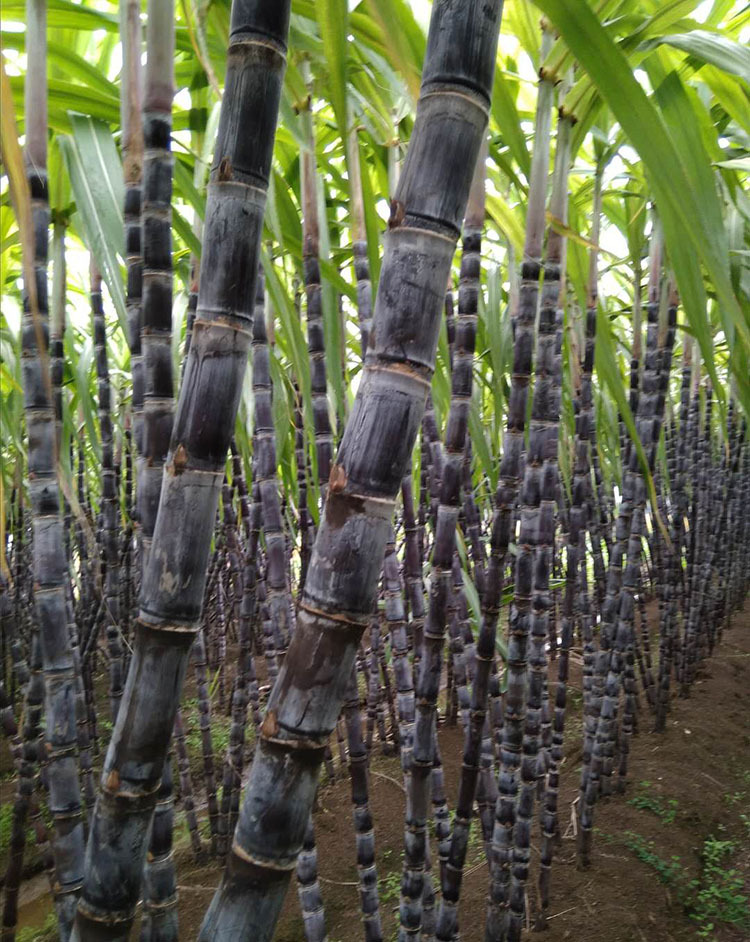 广西玉林黑皮果蔗外型粗大,皮色亮黑,皮薄,饱汁,清甜,蔗肉爽脆,花香味