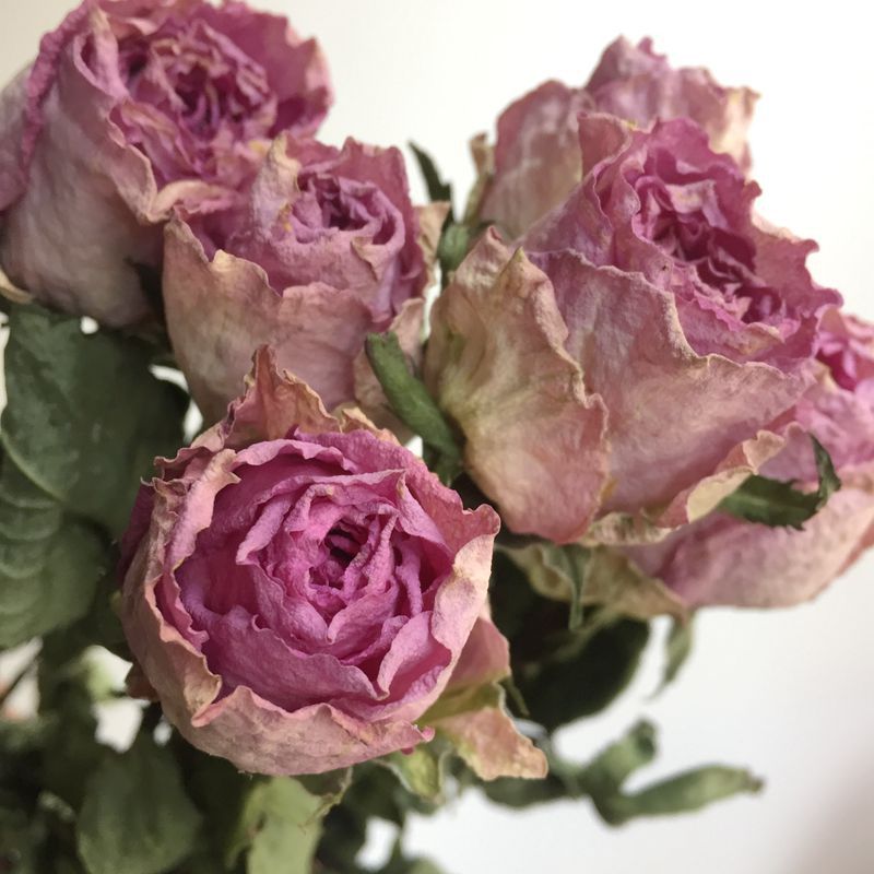 【玫瑰干花】 干花玫瑰 天然风干玫瑰 花盒定制包花材料