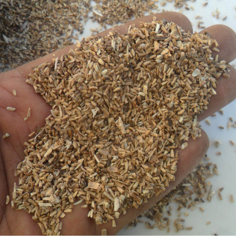 批发菊苣子 牧草子 菊苣籽 可深子 可昔尼子 可西尼于