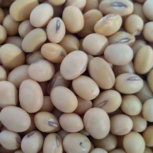 翠扇大豆  合作社长期供应黄豆大豆种子  质量保证