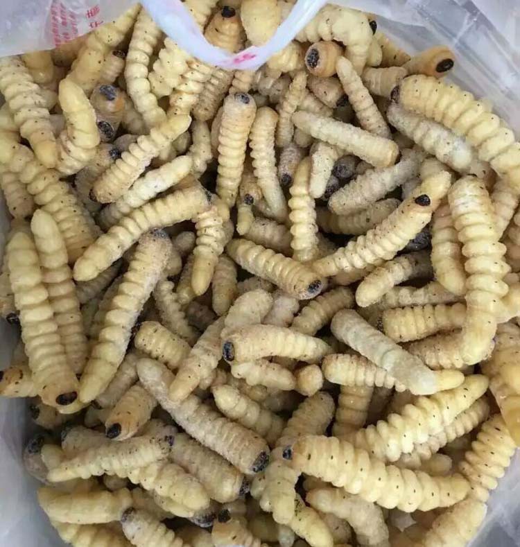 批发食用昆虫柴虫 木虫 画眉鸟食 野生冰鲜野味厂家直销