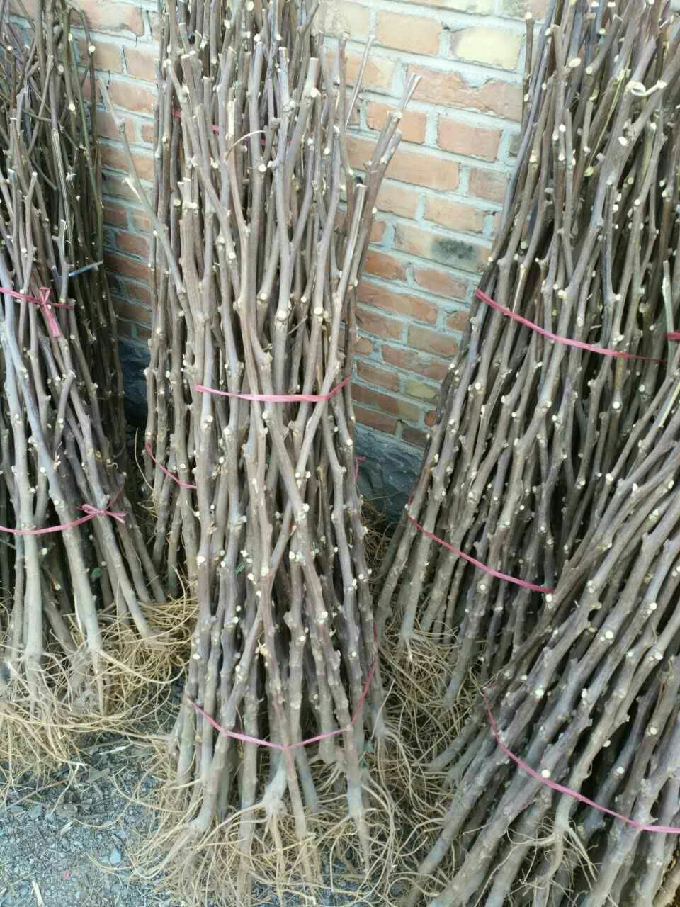 棉花杆子,棉花杆,干棉花棵