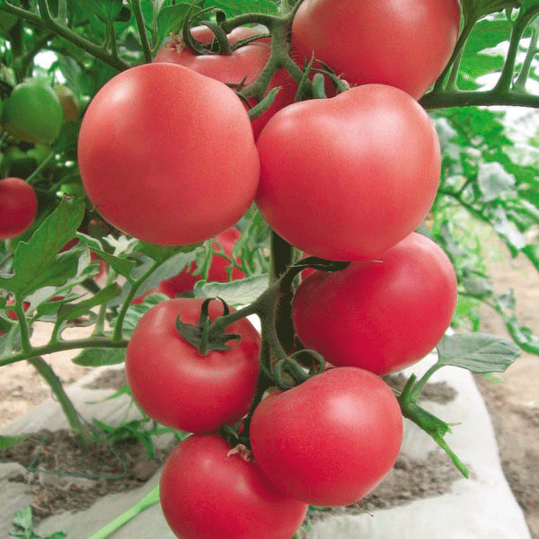 寿光蔬菜种子 粉佳人番茄种子质沙味佳 家庭种菜品种 可盆栽