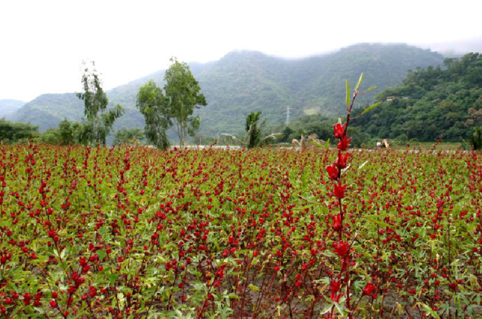 供应特级玫瑰茄 洛神花 花茶批发 玫瑰花 花果茶 茶叶批发
