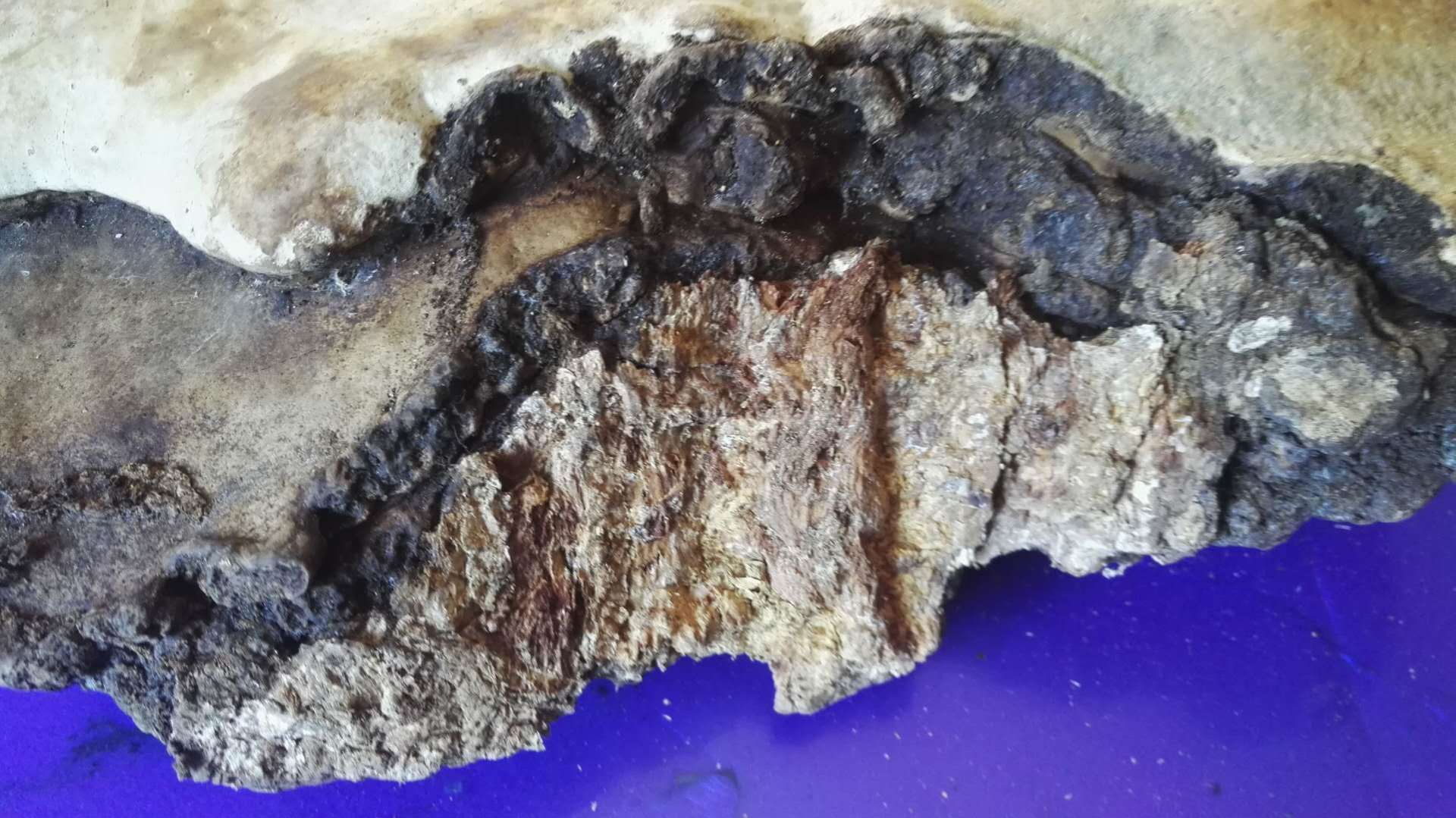 东北特产红缘层孔菌 东北特产批发 长白山红缘层孔菌 一件代发