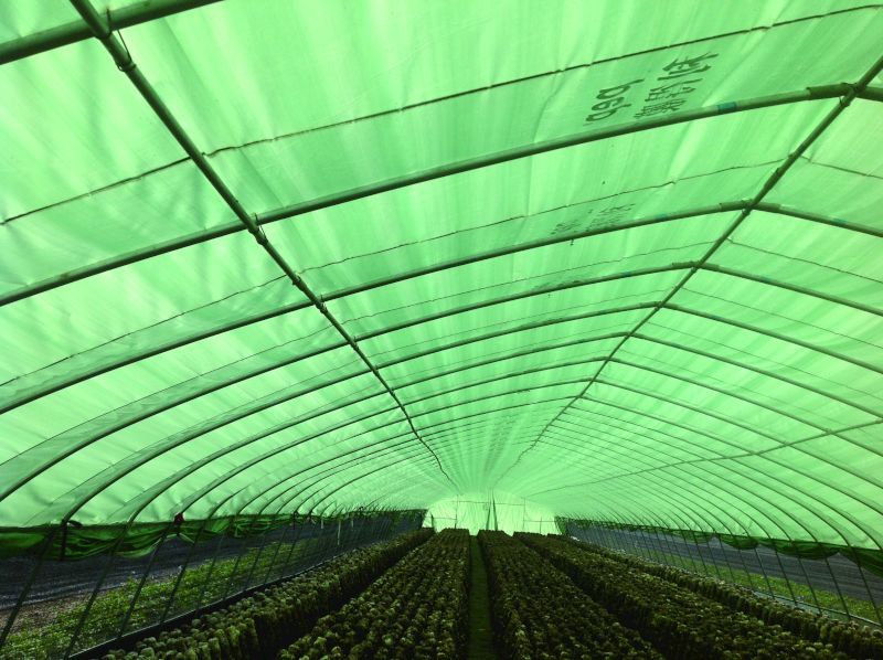绿白膜 散光大棚膜 保温遮阳雨加厚食用菌养殖隔热绿白膜批发