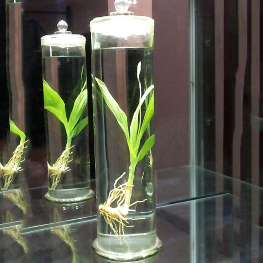 生物教学器材公司批发供应植物标本白芨标本价格合理欢迎选购