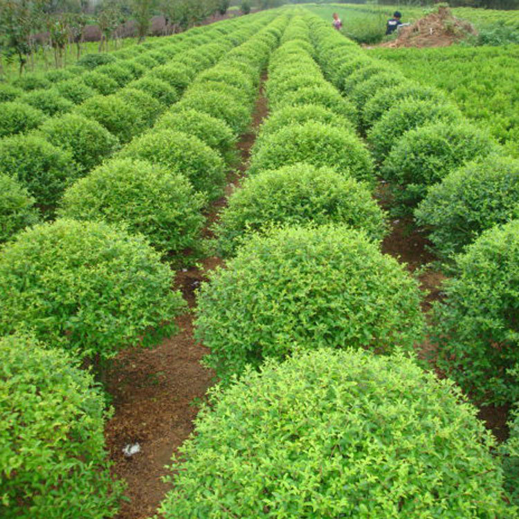行道景观树小叶女贞 树形优美 货源充足 价格实惠 易成活
