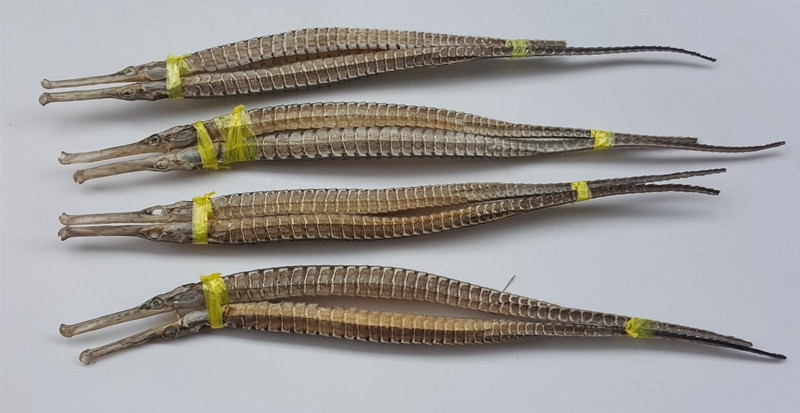 阿里巴巴批发海龙 中药养生保健泡酒药材 水产海鲜干货