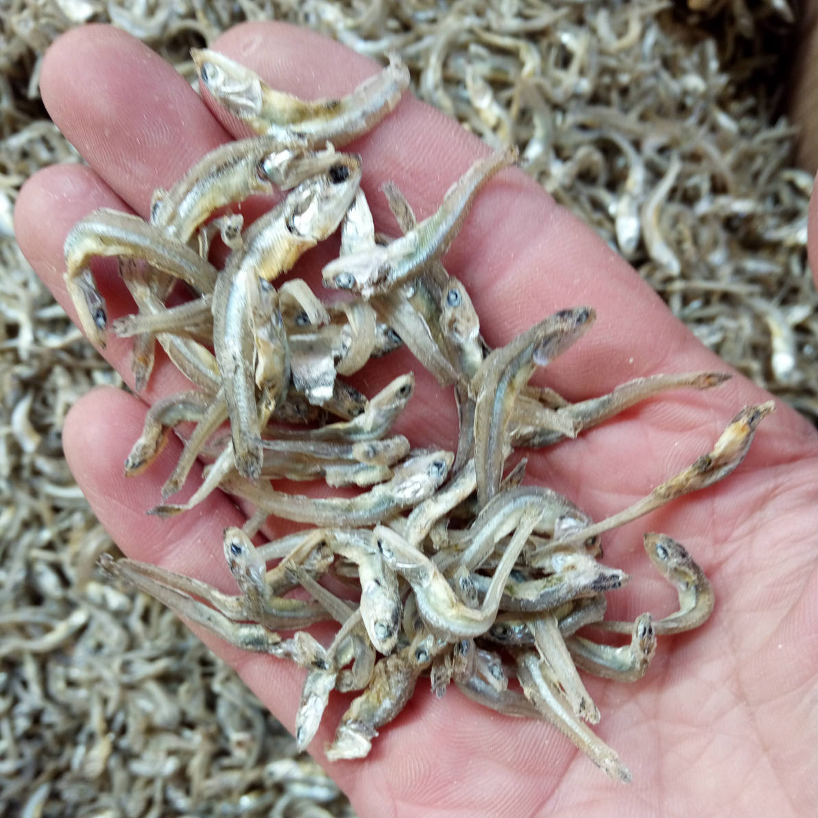 晒干淡水小银鱼干海燕鱼250克海鲜干货白帆鱼散装小鱼干即食批发