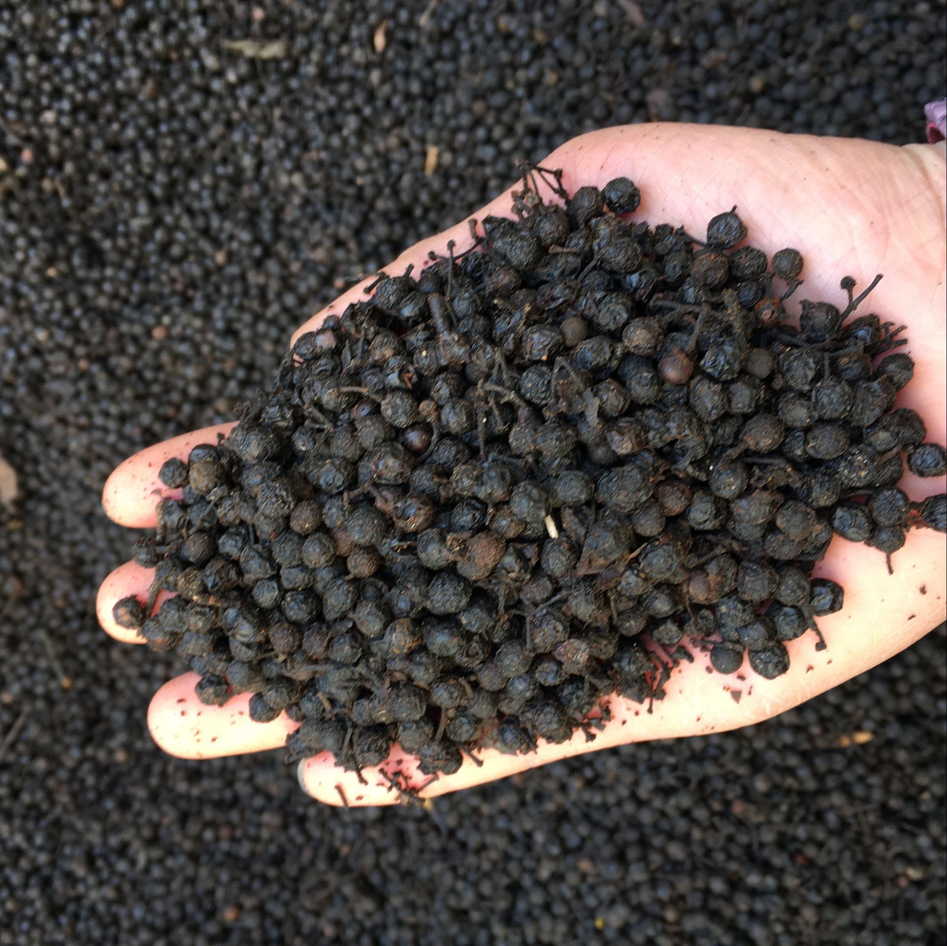 常富中药材 荜澄茄 澄茄子 毗陵茄子 山鸡椒 毕茄 大量现货50吨