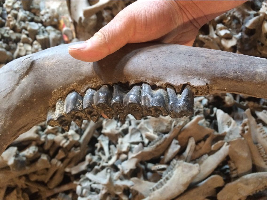 龙骨 五花龙骨 青龙骨 煅龙骨 龙齿 正宗龙骨