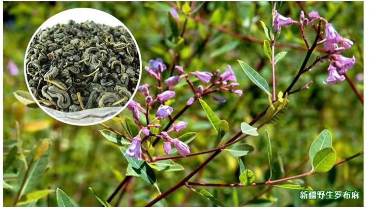 品牌:忆疆纯 品名:罗布麻茶 产地:中国新疆尉犁县 规格:500克/份散货