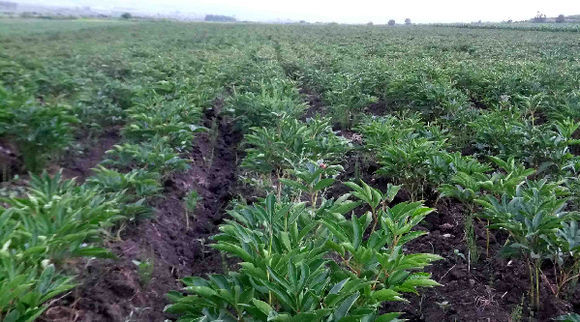 白鲜皮提取物白鲜皮浓缩粉白鲜皮浸膏粉可定制生产