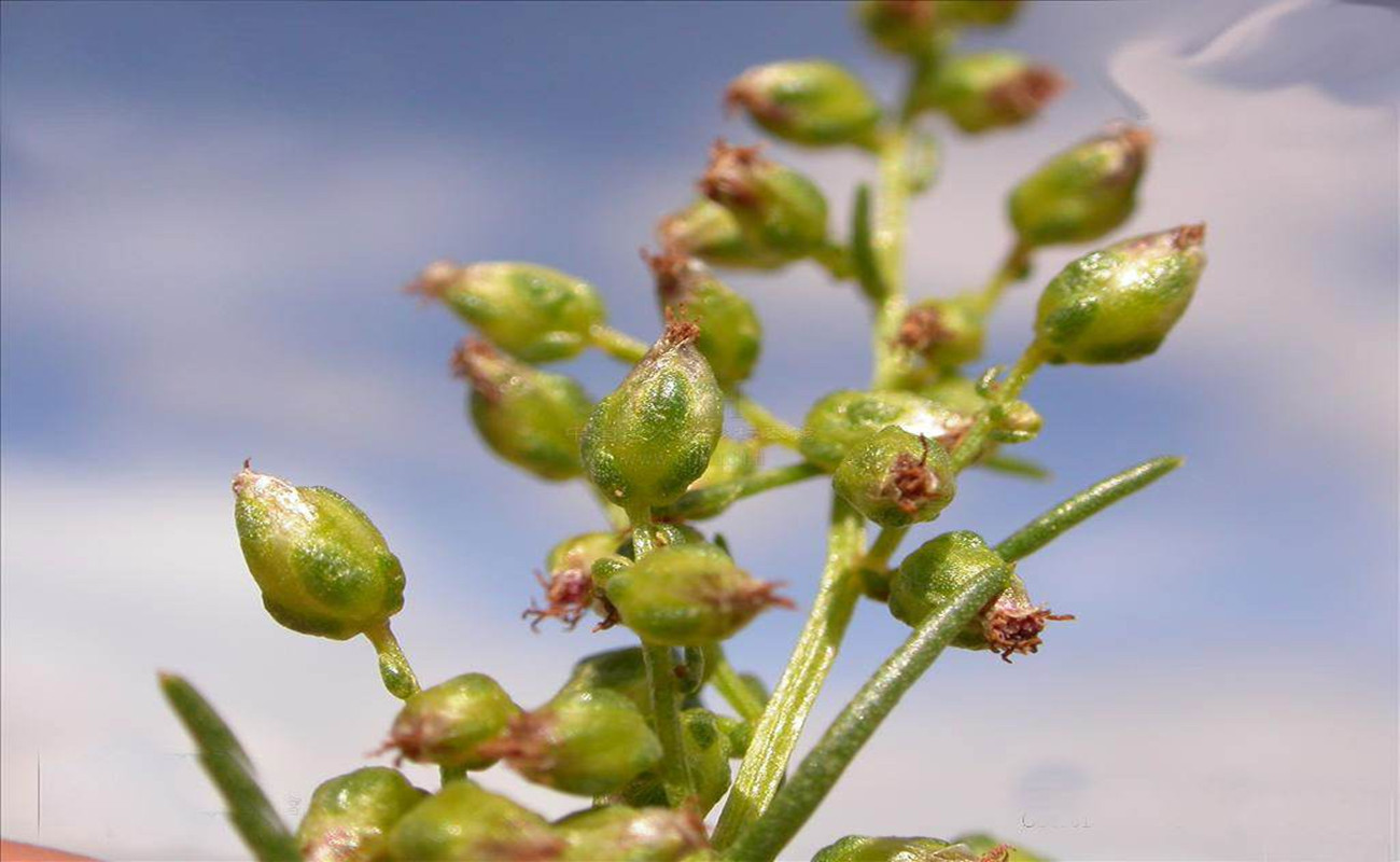 批发牧草种子 沙蒿种子 青沙蒿种籽 黑沙蒿子荒漠沙蒿籽 量大从优