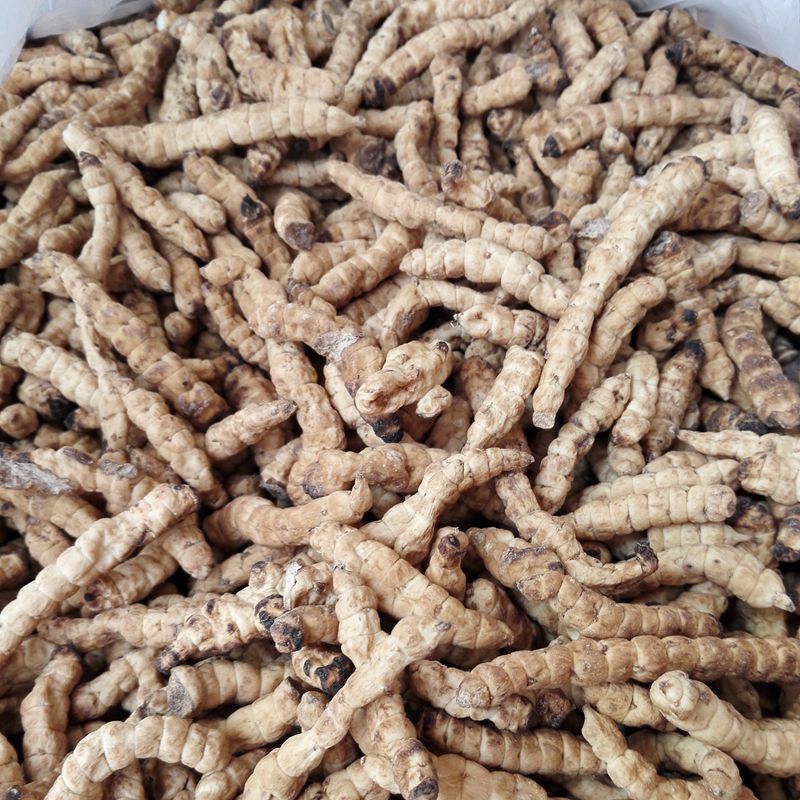 白虫草 肺痨草 白虫草肺痨草批发产地大货直销