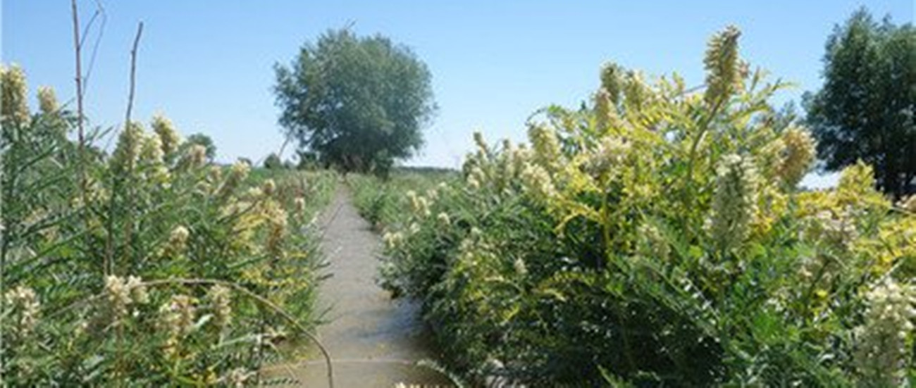 苦豆子种植方法_苦豆子_苦豆子种植