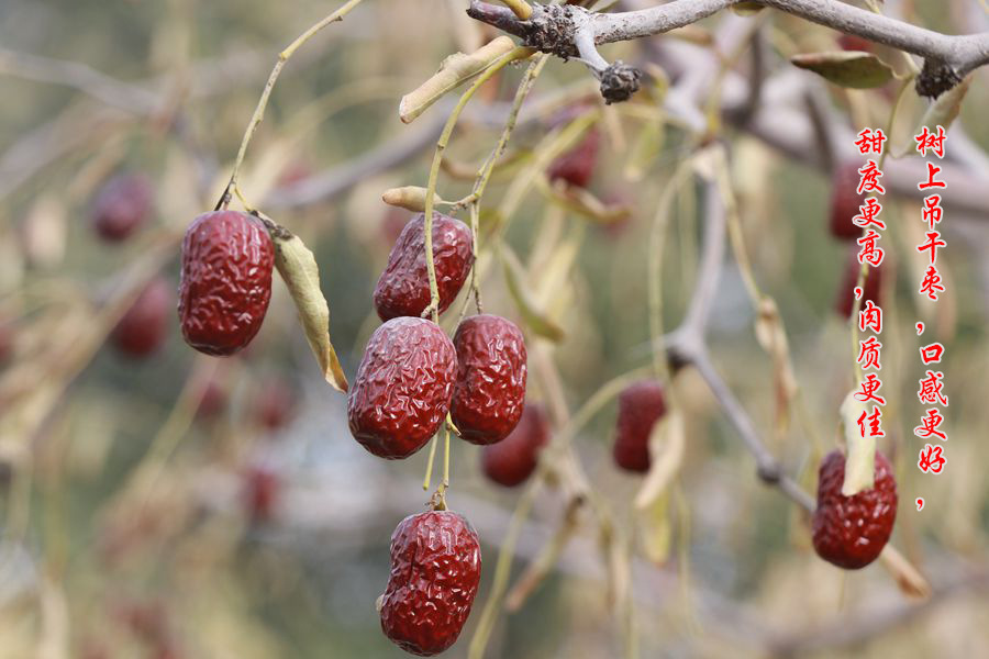 【17年新货】散装粗选未洗带灰新疆特产若羌红枣混合枣 灰枣批发