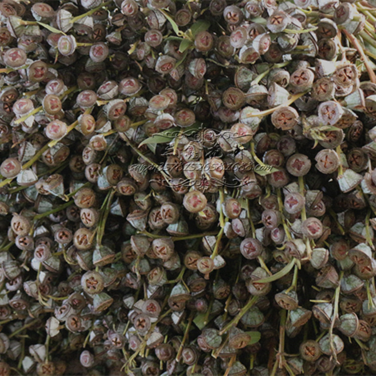 【尤加利果】天然干果 真花 白桉树果云南基地厂家直销 特价批发