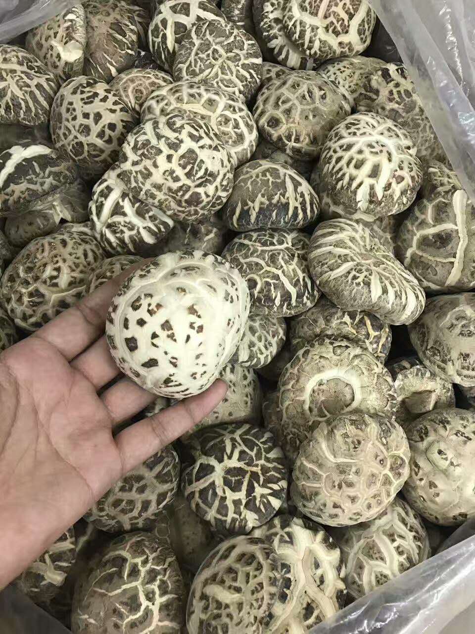 一德路渠道 大花菇 500g