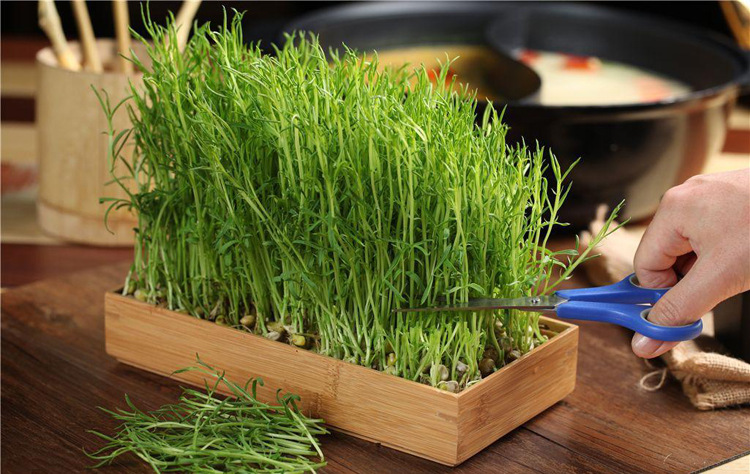 庭院阳台种植绿色无公害高档蔬菜松柳相思菜种子三菱豌豆马牙豆籽