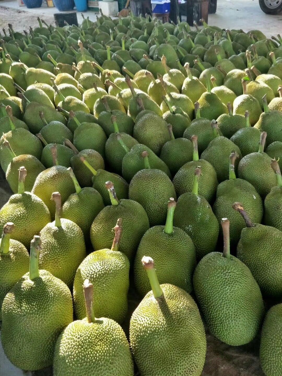 泰国进口菠萝蜜 新鲜水果 波罗蜜现摘现发大菠萝蜜干苞 香甜肥厚
