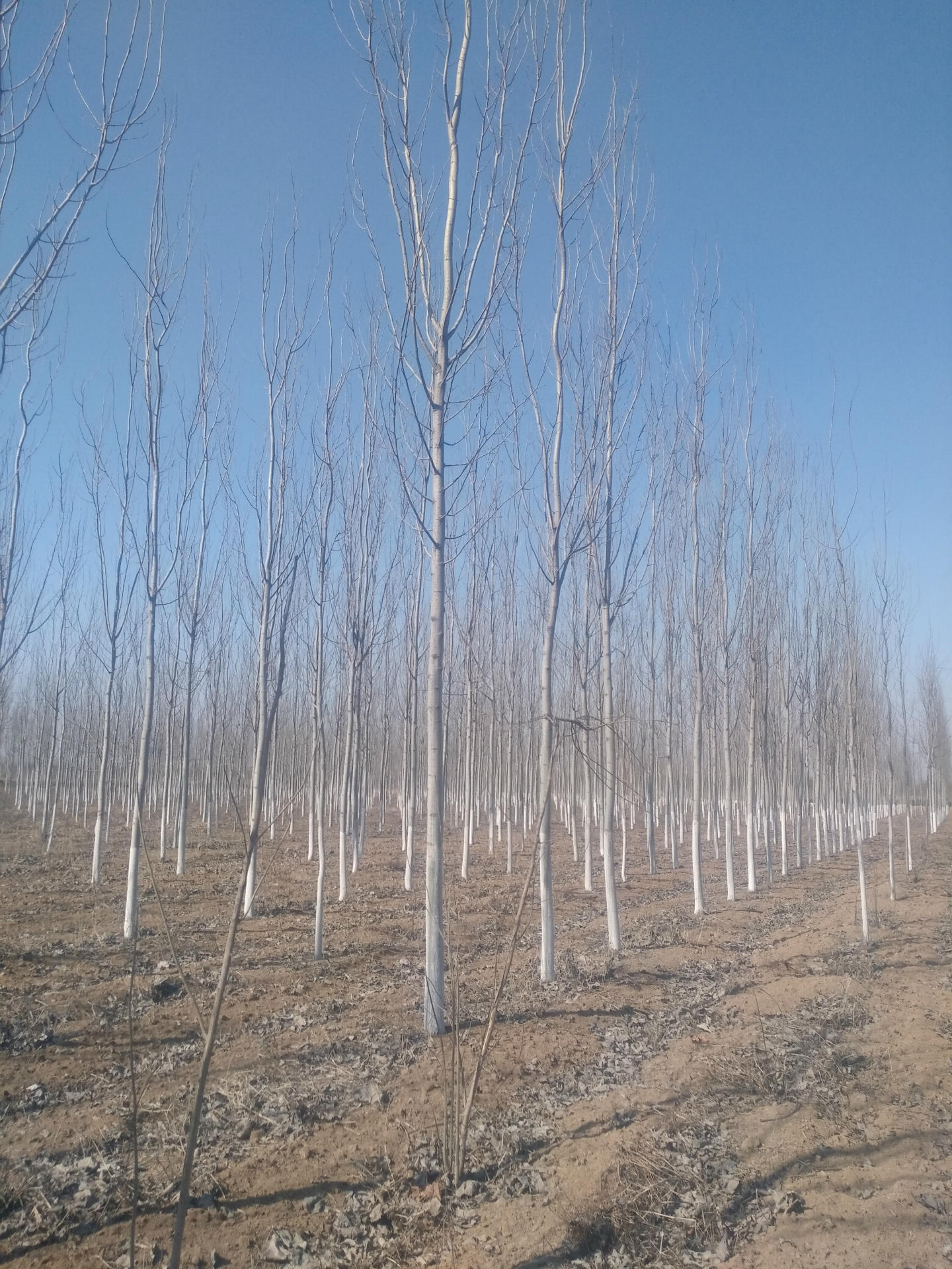 河北 窄冠一号 宽冠 毛白杨 北京杨 河北杨 新疆杨 银中杨 小叶杨