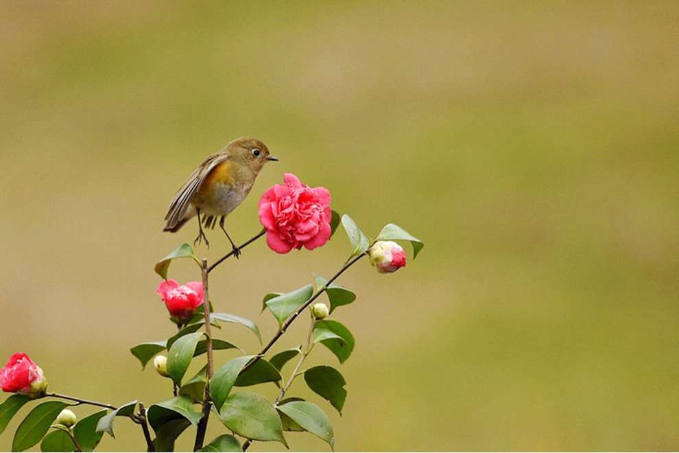 山茶花上的蓝尾鸟