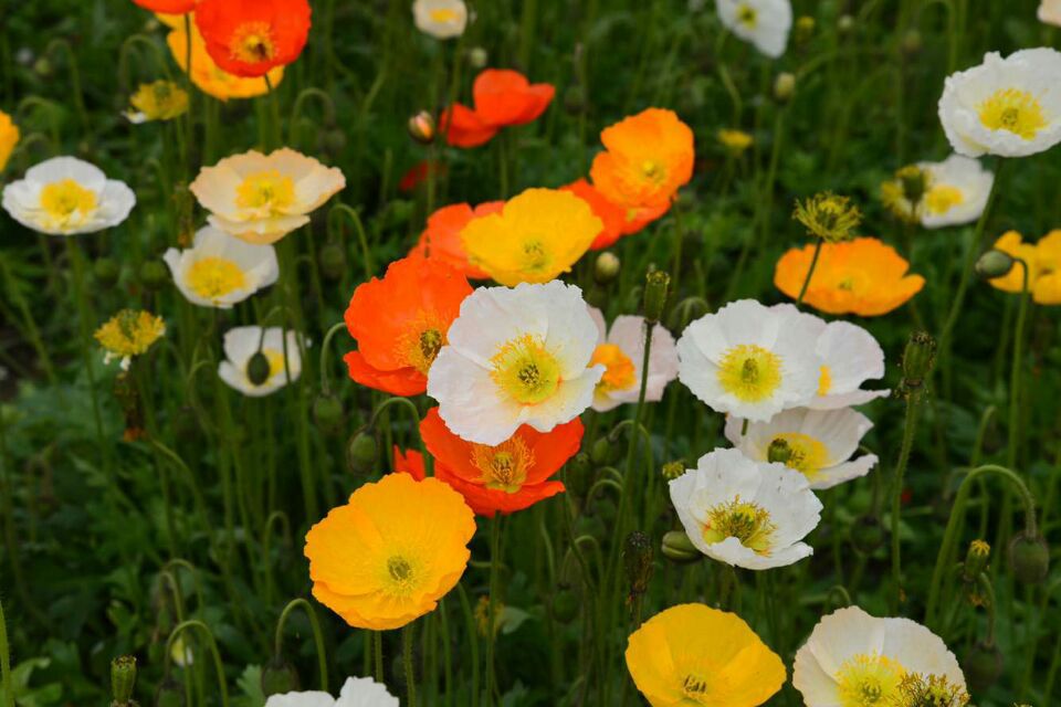 草本花卉东方虞美人子种冰岛虞美人花海花镜绿化品种齐全量大从优