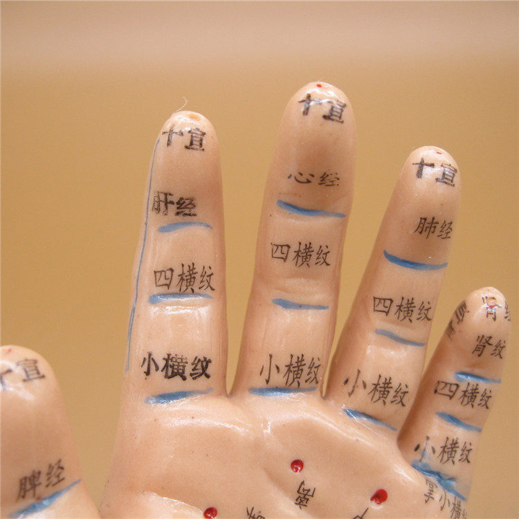 上海经络通模型