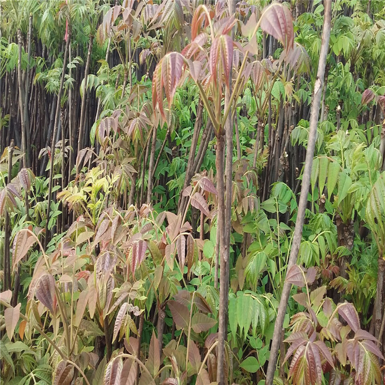 红油香椿树批发 泰山红油椿树价格 大棚香椿树 矮化多头香椿树