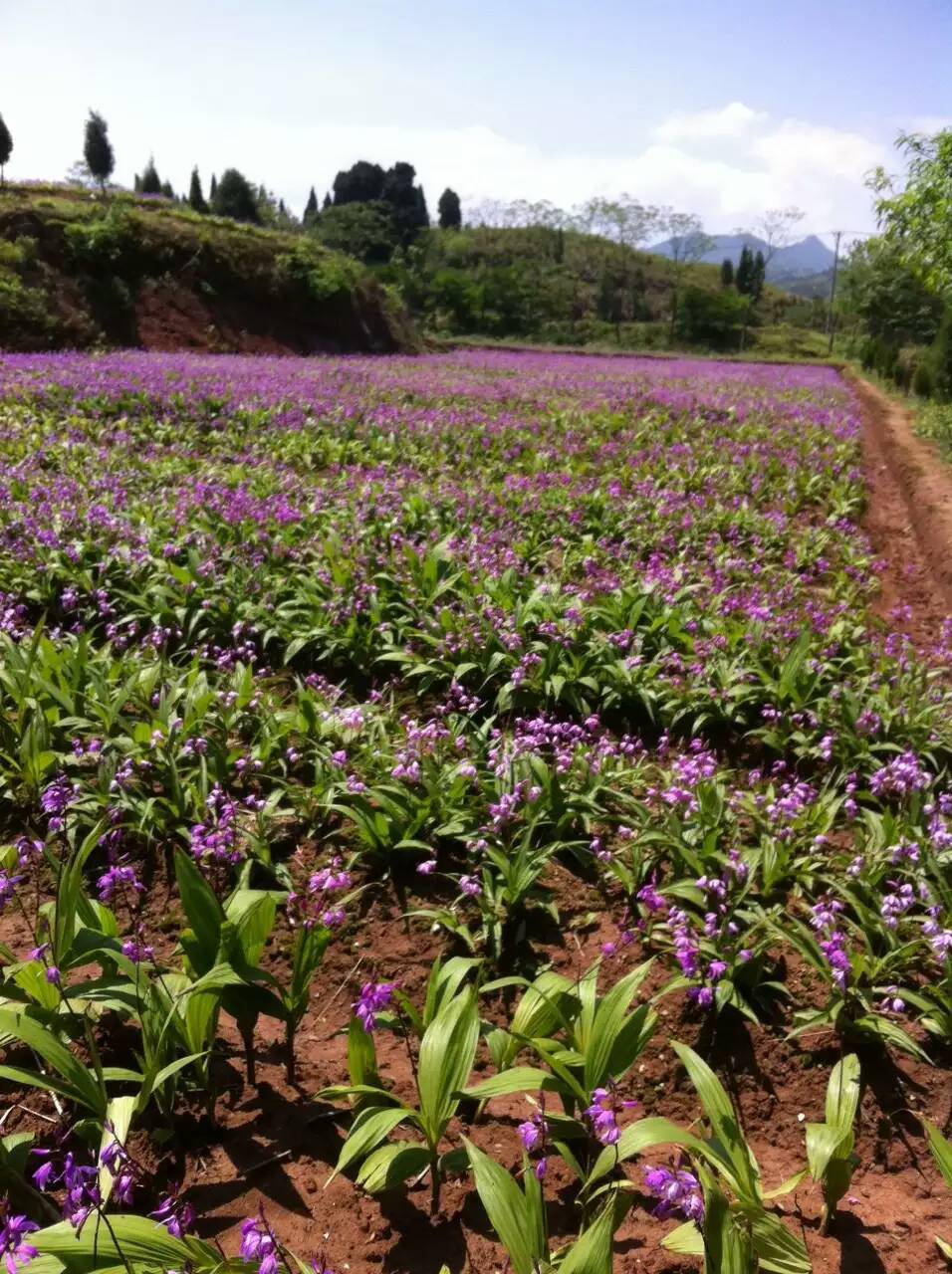 你的白芨品质好吗?看神农架地区纯野生白芨块茎及果荚