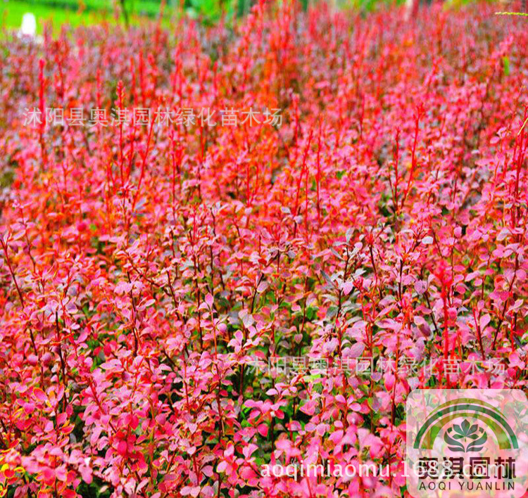 苗木种子红叶小波种子红叶小檗种子紫叶小檗种子红叶小檗种子