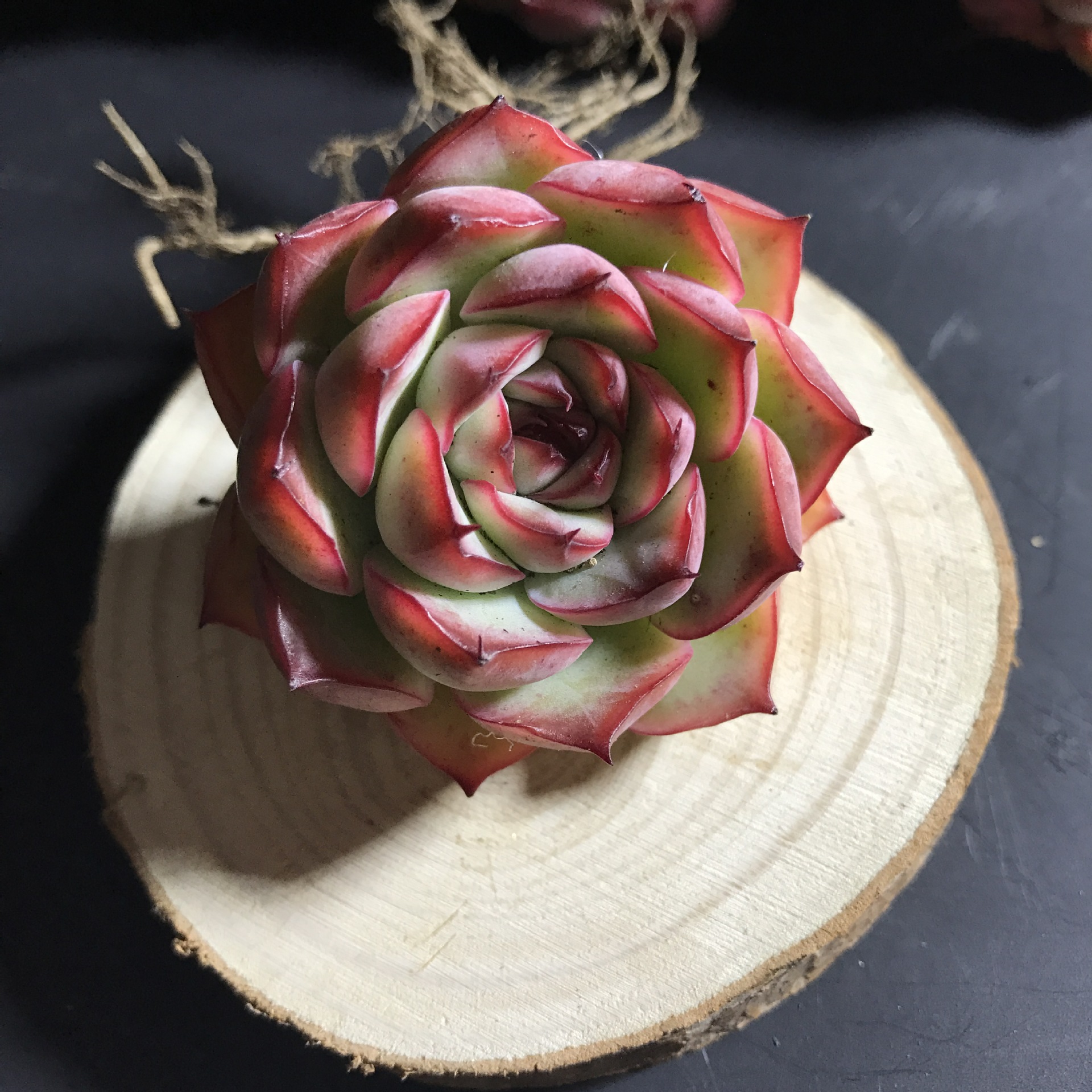 多肉植物 花月夜 盆栽绿植花卉盆花组合多肉办公室盆景