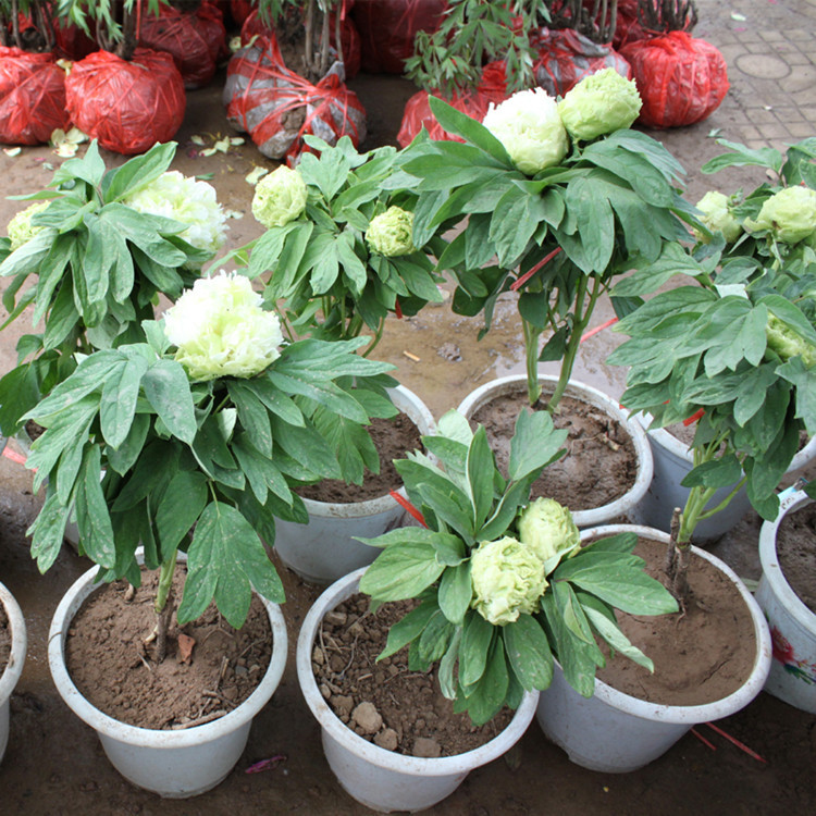 牡丹花苗盆栽大苗庭院地栽阳台洛阳牡丹花花卉大花花卉牡丹花树苗