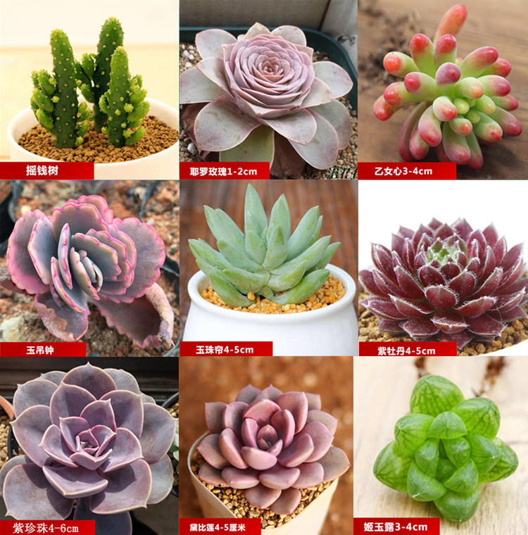 多肉植物,室内盆栽肉肉植物批发