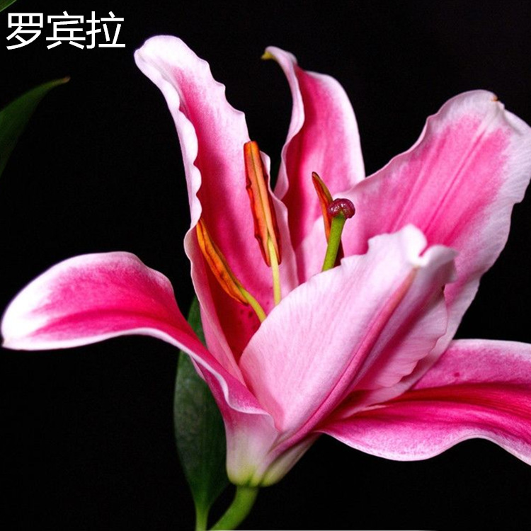 鲜花批发 红日花卉百合基地直供 三头黄天霸 鲜切花一件5扎50支