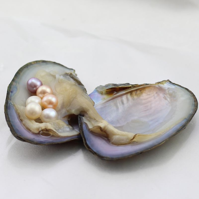 淡水圆真珍珠小河蚌真空包装礼品促销节假日支持多颗定做染色珍珠