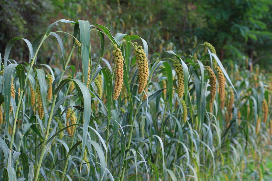 糜子提取物 10:1 比例提取 稷麦提取物 厂家供应