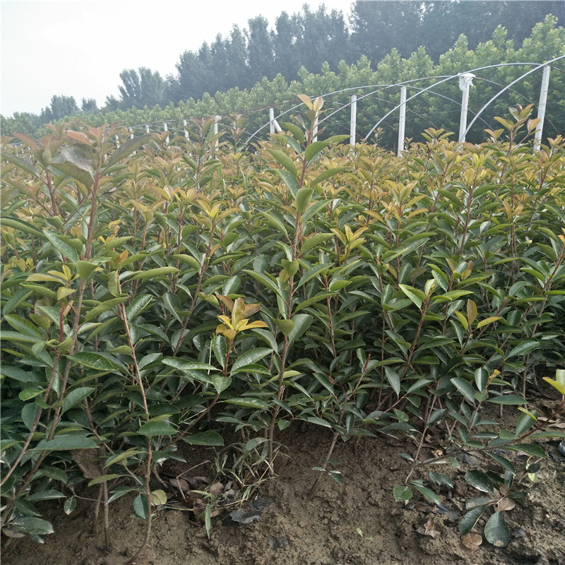 山东红叶石楠苗 60公分70公分高营养杯红叶石楠苗