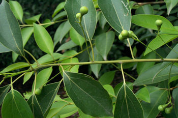 合成樟脑 樟脑 植物合成 斯诺特厂家直销包邮