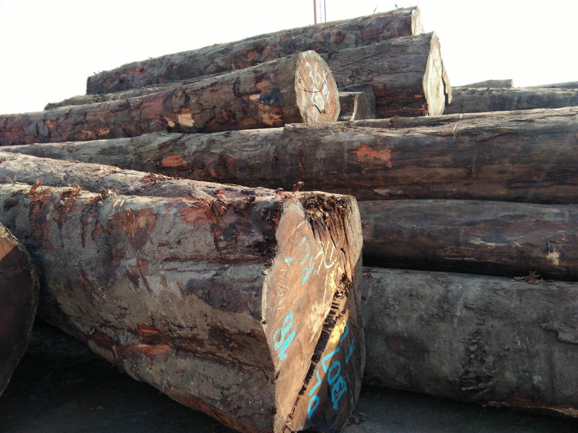 张家港木材 第伦桃 dl 园林寺庙 现货供应 厂家直销