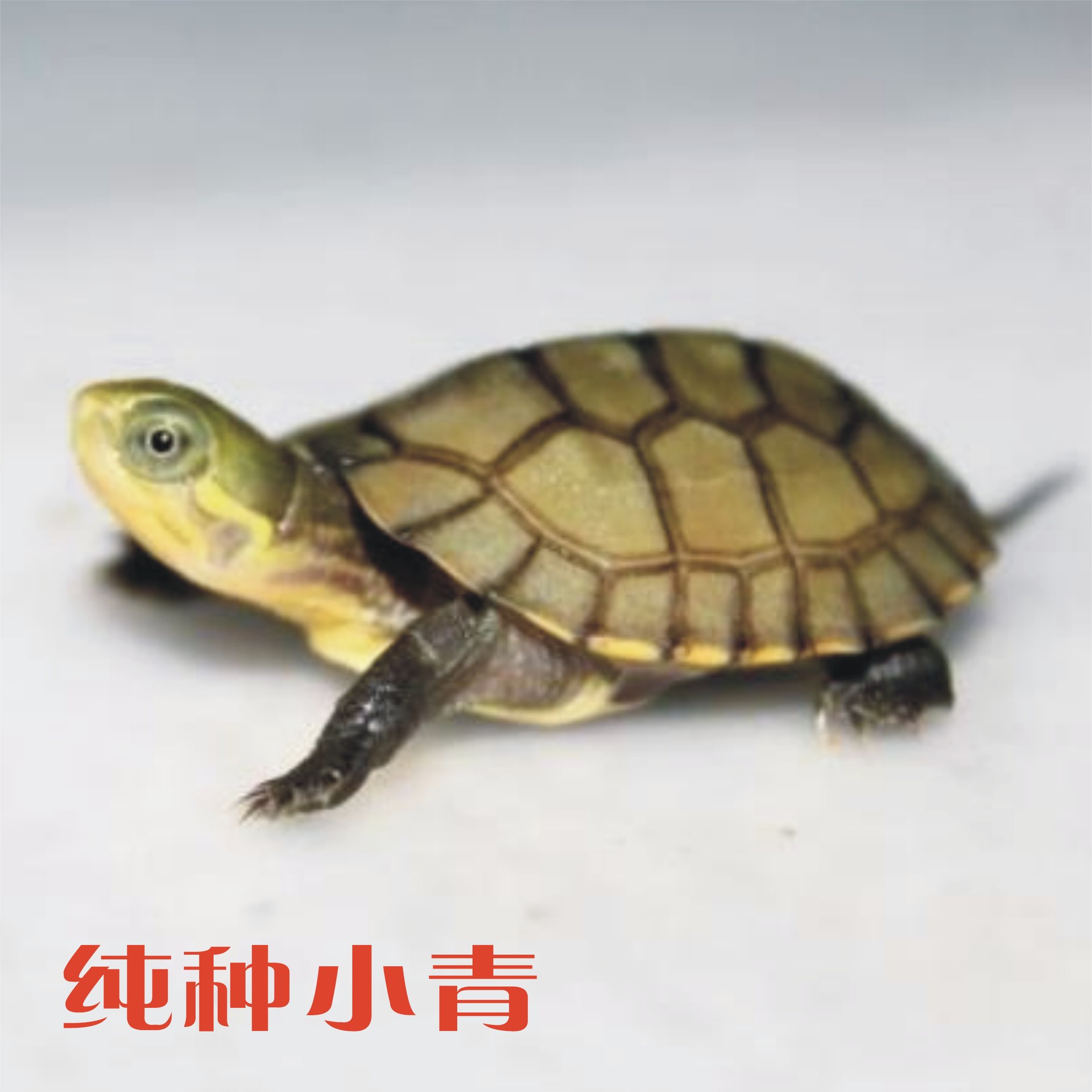 纯种皖南小青苗 北种石金钱龟头苗 乌龟观赏龟包邮 5cm大苗