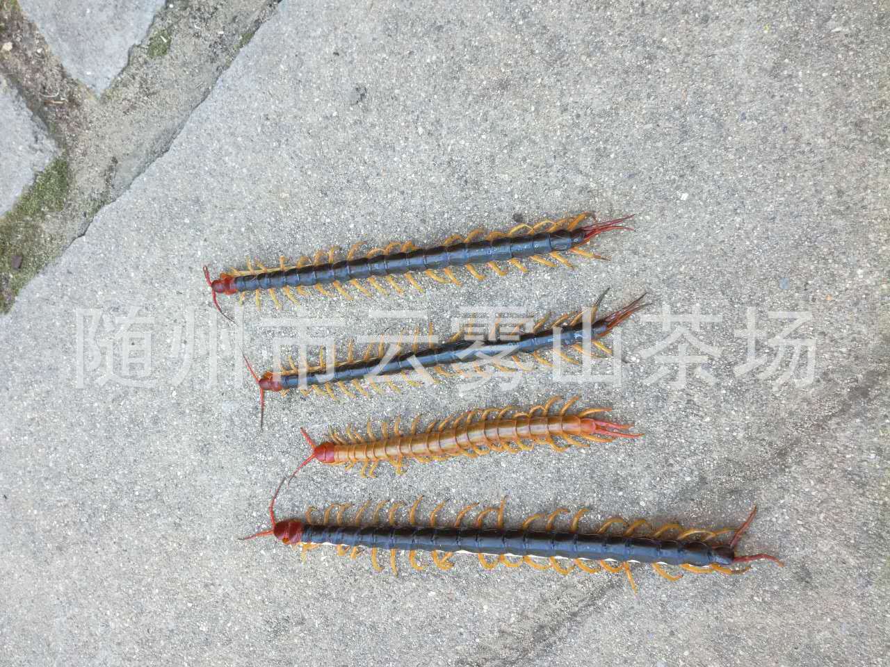湖北蜈蚣散养金头蜈蚣随州蜈蚣选装12公分左右