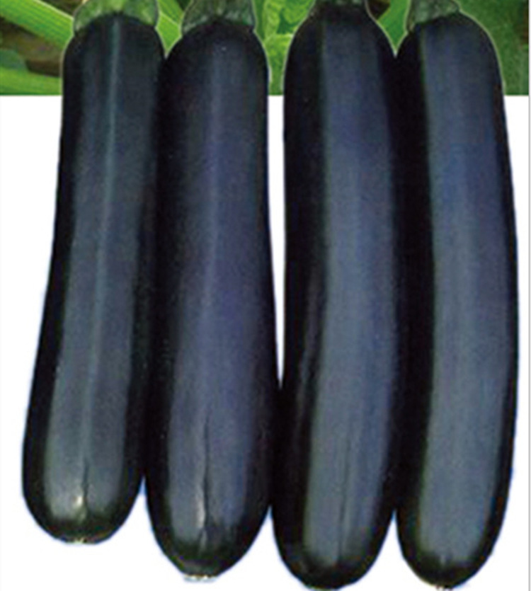 墨玉黑皮西葫芦种子美味品种黑绿有光泽的黑西葫芦种 蔬菜种子菜